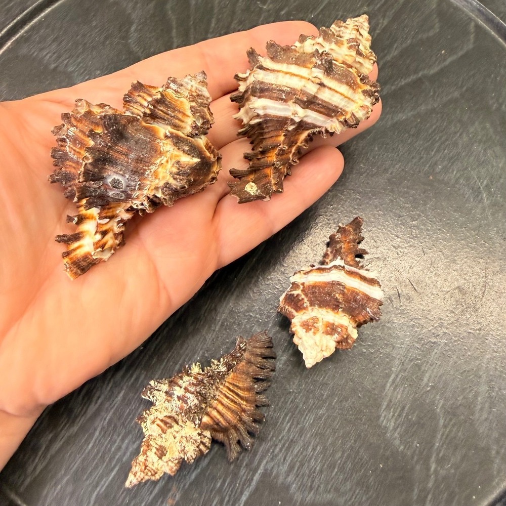 Set of 4 Natural Murex Seashells Brown White Banded Spiny Coastal Decor 2-3 Inch